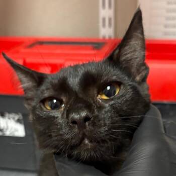 Fossil -  Domestic Short Hair Cat for Adoption in Yuma, Arizona - Fossil | PetCurious
