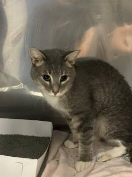 GREY -  Domestic Short Hair Cat for Adoption in Doral, Florida - GREY | PetCurious