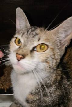 Pudding -  Tabby Cat for Adoption in Kennewick, Washington - Pudding | PetCurious