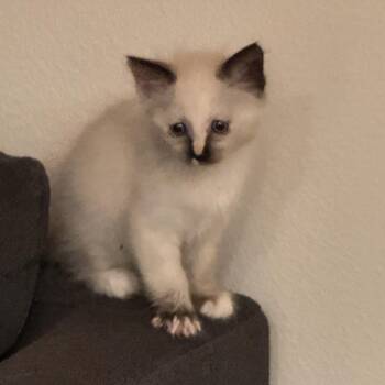 Siamese Cats Available for Adoption in Long Beach, California - Doja | PetCurious
