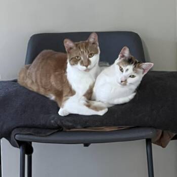 Canelo - Home to Home -  Domestic Short Hair Cat for Adoption in South Elgin, Illinois - Canelo - Home To Home | PetCurious