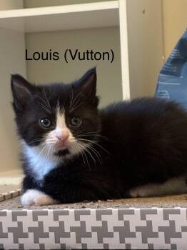 Louis (Vutton) -  Domestic Short Hair Cat for Adoption in Ruther Glen, Virginia - Louis (Vutton) | PetCurious