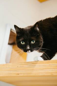 Rescue Domestic Short Hair Cats for Adoption in Jackson, Wyoming - Lexi | PetCurious