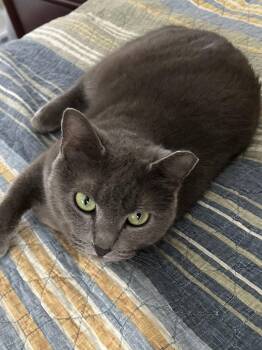 Domestic Short Hair Cats Available for Adoption in The Woodlands, Texas - Smokey | PetCurious