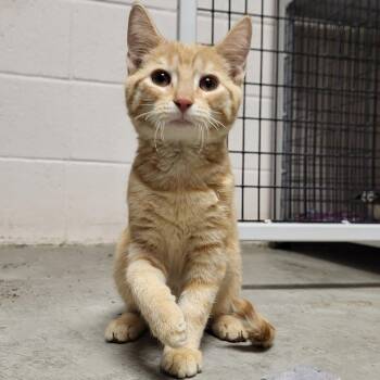 Rescue Domestic Short Hair Cats for Adoption in Chilton, Wisconsin - Pierre | PetCurious