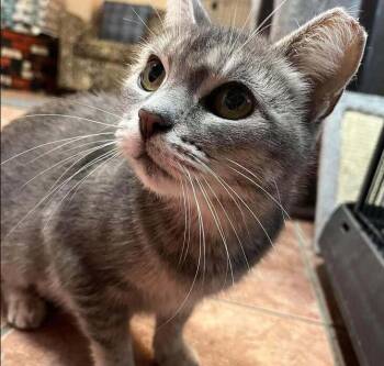 Dutchess -  Domestic Short Hair Cat for Adoption in Chicago, Illinois - Dutchess | PetCurious