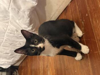 Patrone -  Domestic Short Hair Cat for Adoption in Philadelphia, Pennsylvania - Patrone | PetCurious