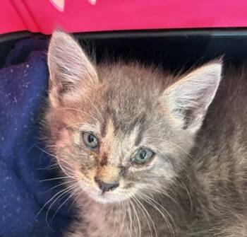 Steph -  Domestic Short Hair Cat for Adoption in West Memphis, Arkansas - Steph | PetCurious