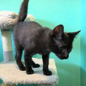 Maui -  Domestic Short Hair Cat for Adoption in Elizabeth, Illinois - Maui | PetCurious