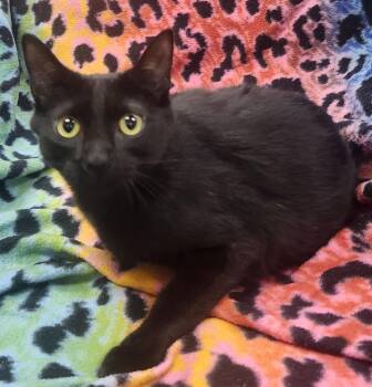 Mr. Meowgi -  Domestic Medium Hair Cat Available for Adoption in Little Rock, Arkansas - Mr. Meowgi | PetCurious