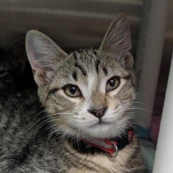 Blaze -  Domestic Short Hair Cat for Adoption in Seattle, Washington - Blaze | PetCurious