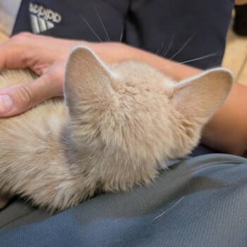 Kirkland -  Domestic Short Hair Cat for Adoption in Long Beach, California - Kirkland | PetCurious