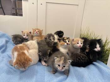 Domestic Short Hair and Domestic Long Hair Cats Available for Adoption in Langley Township, British Columbia - 14 ADORABLE BOBS!!! | PetCurious