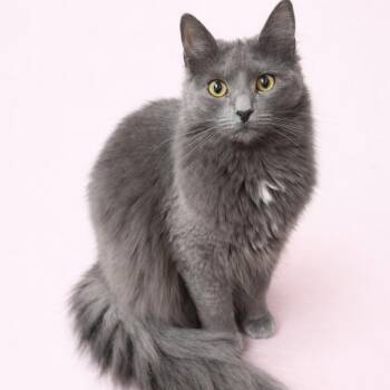 Russian Blue Cats Available for Adoption - Patricia’s RB Fluff 1 | PetCurious