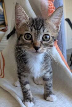 Domestic Short Hair Cats Available for Adoption in Honolulu, Hawaii - Cool Whip | PetCurious