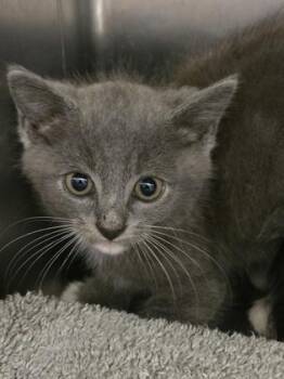 Lilac -  Domestic Short Hair Cat for Adoption in Gainesville, Florida - Lilac | PetCurious