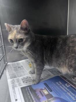 Nyx -  Domestic Short Hair Cat for Adoption in Daytona Beach, Florida - Nyx | PetCurious