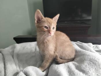 Harrison -  Tabby Cat for Adoption in Hamilton, Ontario - Harrison | PetCurious