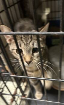 Rescue Domestic Short Hair Cats for Adoption in Anderson, Indiana - Taffy | PetCurious