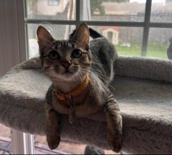 Domestic Short Hair Cats Available for Adoption in Liverpool, Texas - Nimbus | PetCurious