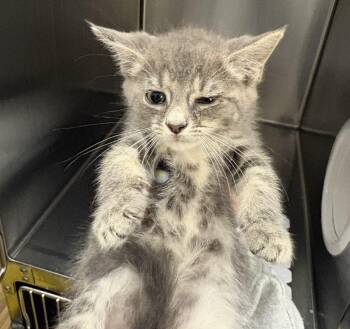 Ube -  Domestic Short Hair Cat for Adoption in Raleigh, North Carolina - Ube | PetCurious