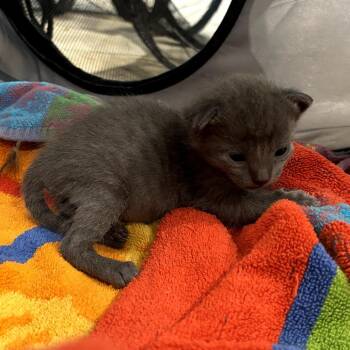 Domestic Short Hair Cats Available for Adoption in Park Row, Texas - Buttercup | PetCurious