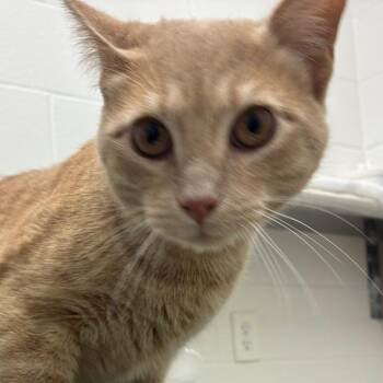 Timothy -  Domestic Short Hair Cat for Adoption in Corpus Christi, Texas - Timothy | PetCurious