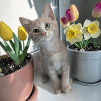 Domestic Short Hair Cats Available for Adoption in Fort Worth, Texas - Jalapeno | PetCurious