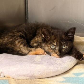 Justina -  Domestic Short Hair Cat for Adoption in Cumming, Georgia - Justina | PetCurious