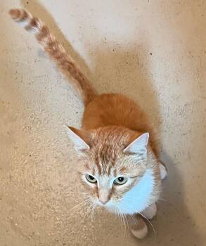 Rescue Domestic Short Hair Cats for Adoption in Carthage, Illinois - BEANS | PetCurious