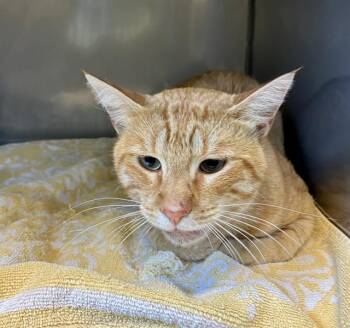 PUMPKIN* -  Domestic Short Hair Cat for Adoption in Santa Cruz, California - PUMPKIN* | PetCurious