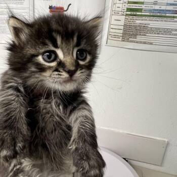 Second Grin -  Domestic Short Hair Cat for Adoption in St. Louis, Missouri - Second Grin | PetCurious