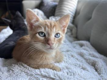Randy -  Tabby and Domestic Short Hair Cat for Adoption in Skyline, Minnesota - Randy | PetCurious