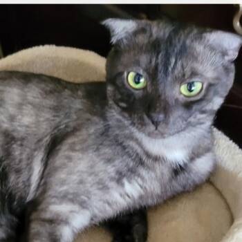 Oscar -  British Shorthair and Siamese Cat for Adoption in Brampton, Ontario - Oscar | PetCurious
