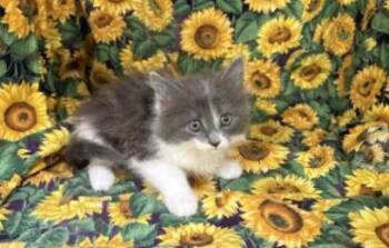 Domestic Medium Hair and Domestic Short Hair Cats Available for Adoption in Largo, Florida - Jonah | PetCurious