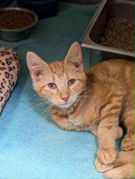 Jeff -  Domestic Short Hair Cat Available for Adoption in Chambersburg, Pennsylvania - Jeff | PetCurious