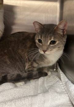 Rescue Domestic Short Hair Cats for Adoption in San Luis Obispo, California - Cleo | PetCurious