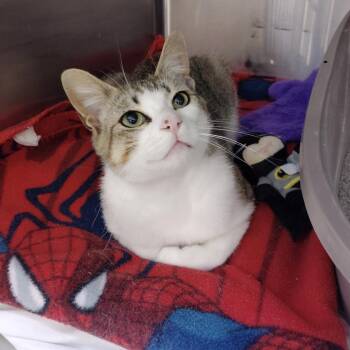 Brody -  Domestic Short Hair Cat Available for Adoption in York, South Carolina - Brody | PetCurious
