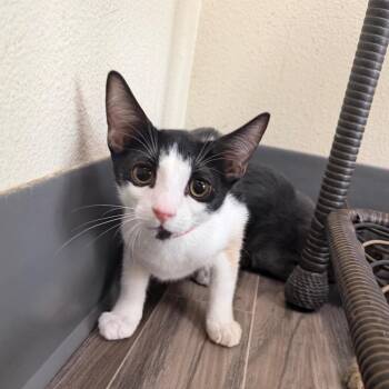 Count Omer Von Katz -  Domestic Short Hair Cat for Adoption in Las Vegas, Nevada - Count Omer Von Katz | PetCurious