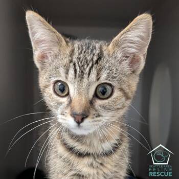 Rescue Domestic Short Hair Cats for Adoption in Seattle, Washington - Andi Crumble | PetCurious