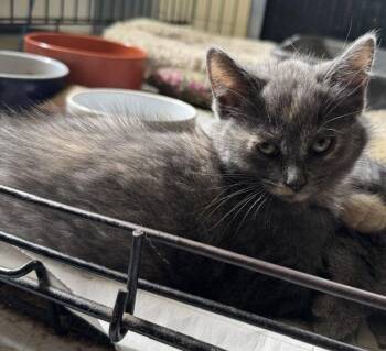 Diane -  Domestic Medium Hair Cat Available for Adoption in Apollo, Pennsylvania - Diane | PetCurious