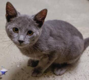 The Professor -  Domestic Short Hair Cat for Adoption in Baraboo, Wisconsin - The Professor | PetCurious