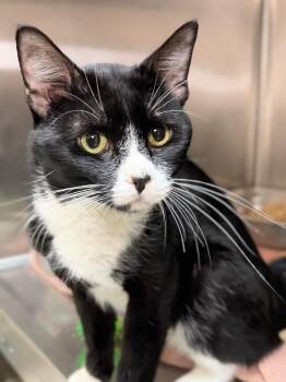Frank -  Domestic Short Hair Cat for Adoption in Menomonie, Wisconsin - Frank | PetCurious