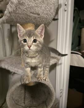 Domestic Short Hair Cats Available for Adoption in Charlotte, North Carolina - MARY KATE | PetCurious
