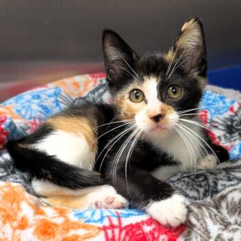 Robin -  Domestic Short Hair Cat for Adoption in Michigan City, Indiana - Robin | PetCurious