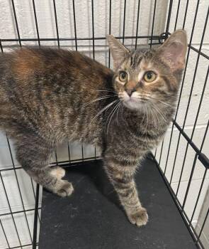Autumn -  Domestic Short Hair Cat for Adoption in Jackson, Michigan - Autumn | PetCurious