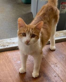 Buddy -  Domestic Medium Hair Cat for Adoption in Escondido, California - Buddy | PetCurious