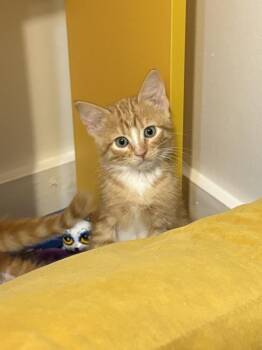 Domestic Short Hair Cats Available for Adoption - Linguini | PetCurious