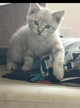 Inky -  Domestic Short Hair Cat for Adoption in Millcreek, Utah - Inky | PetCurious