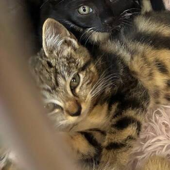 Bennie -  Domestic Short Hair Cat for Adoption in Jeffersonville, Indiana - Bennie | PetCurious